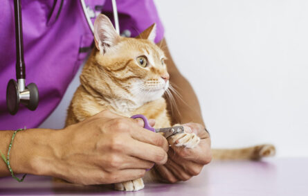 Foods to Avoid for Cats with Diabetes Mellitus